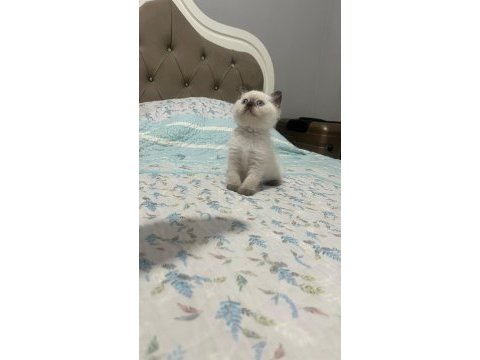 45 günlük blue point kedimiz