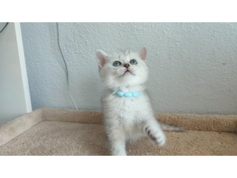 British shorthair yavru kediler