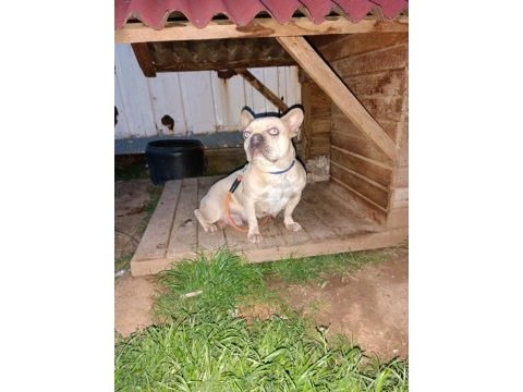 Maviş gözlü french bulldog köpeğim