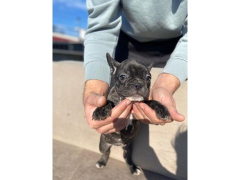 Haskan french bulldog yavrularımızı sahiplendiriyoruz