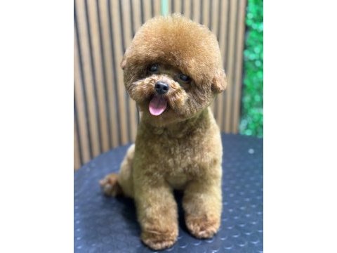 Erkek kalıte poodle yavruları