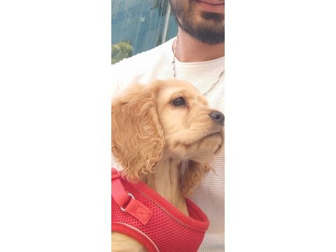 Oyuncu ingiliz cocker kızımız yeni yuvasını bekliyor