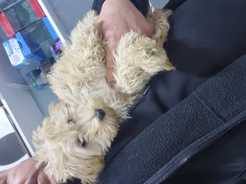 3 aylık maltipoo erkek