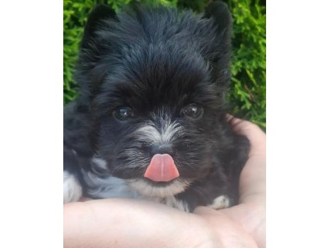 Egzotik yorkshire terrier yavruları