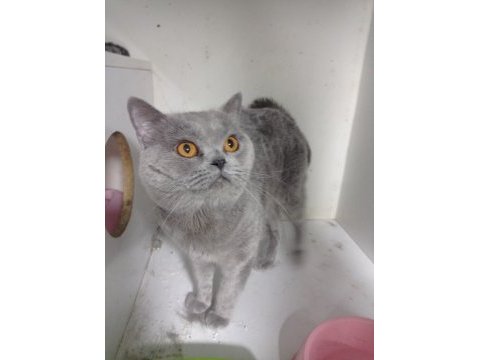 Dişi ve erkek british shorthair