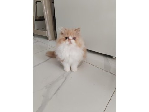 Cfa kayıtlı anne ve baba yavru kediler