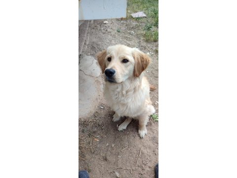 Yavru golden retriever