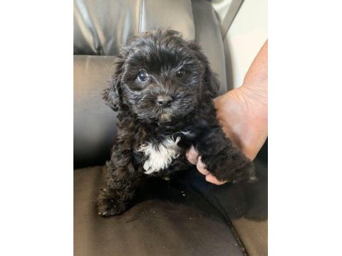 Eşsiz kalitede siyah maltipoo