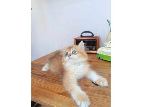 Efsane saf kan golden longhair dişi erkek bebeklerim