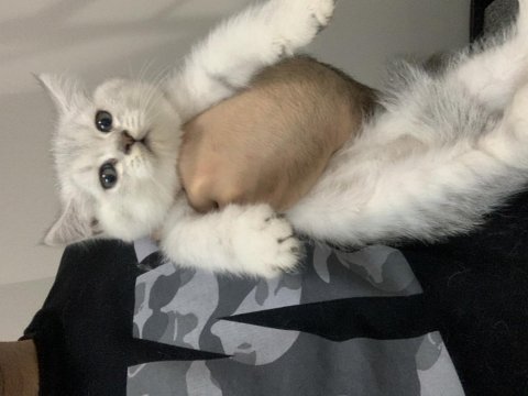 Evimizden show kalite british shorthair yavrular