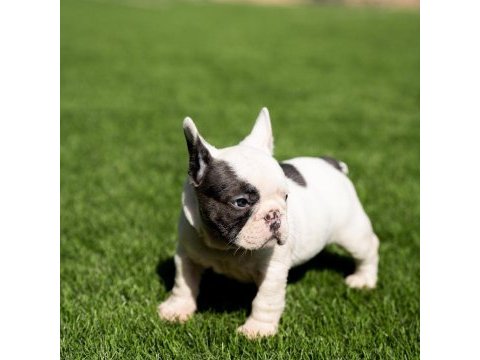Pirate french bulldog puppies eğitimli