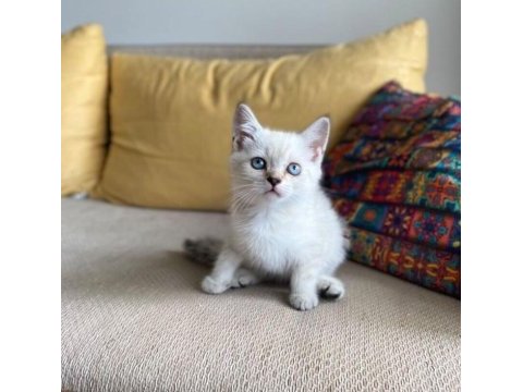 Orjinal safkan şecereli fold ve british shorthair yavrular
