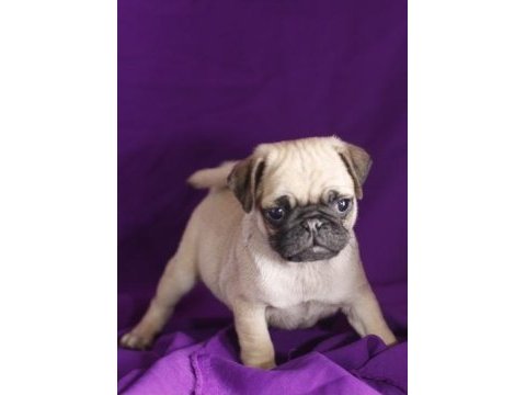 Dünya tatlısı pug yavruları