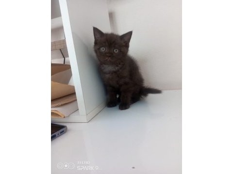 British shorthair nadir renk