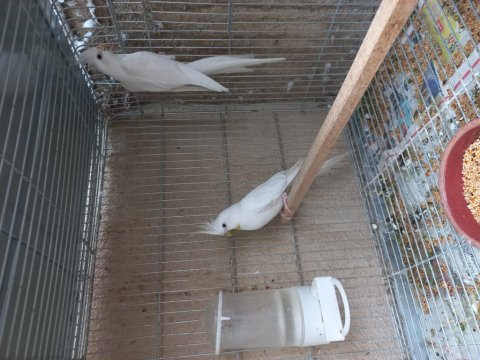 2 takım sultan papağanı yumurtalı