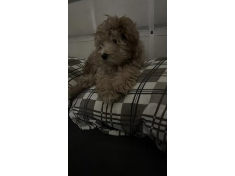 Ev ortamında güzel maltipoo yavru