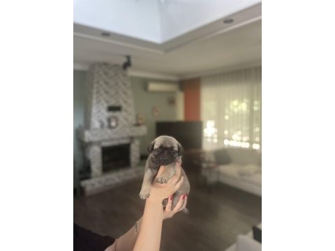 Gül kuyruk pug bebekler