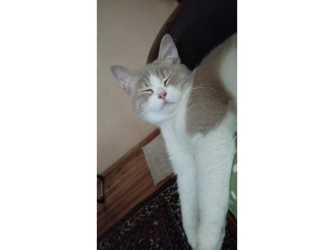 Safkan anne baba aynı cins dişi 8 aylık kedimiz