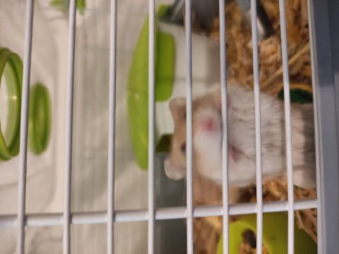 Yavru ve yetişkin gonzales hamster