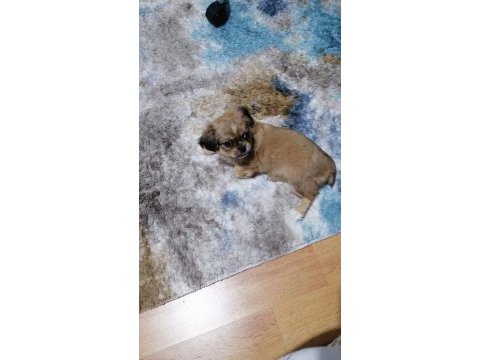 45 günlük yavru pekinez