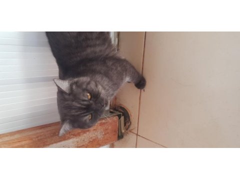 Erkek kedimiz