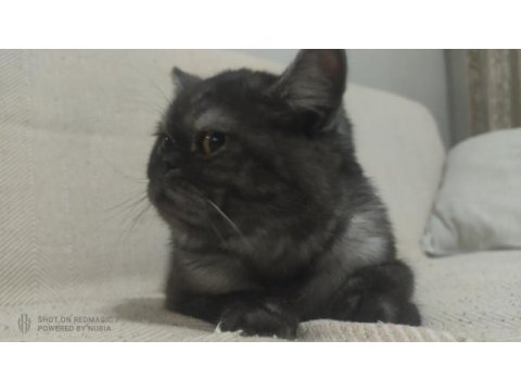 Ücretsiz exotic shorthair sahiplendirilecek
