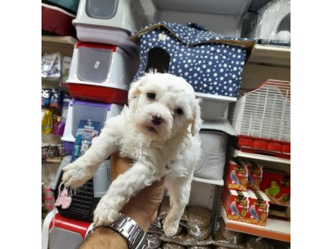 Maltese terrier köpeği