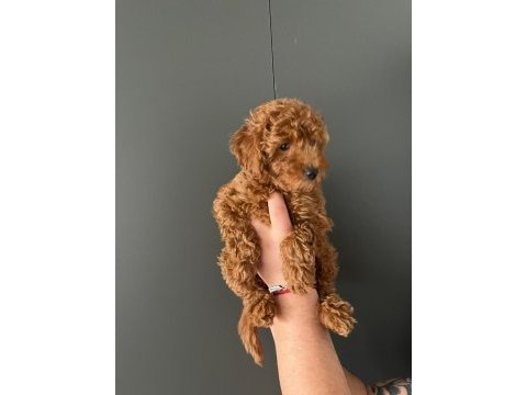 1 adet yavrum kaldı sahiplendirmek için toy poodle
