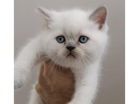 Irkının en iyisi british shorthair yavrularımız 