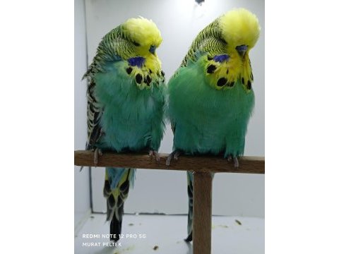 Show jumbo muhabbet kuşlar