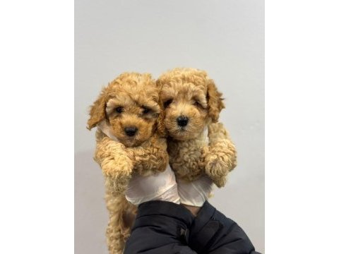 Poodle bebekler