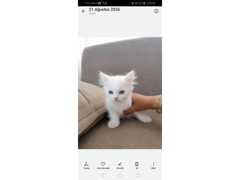 Scottish longhair yavrular 2 dişi 2 erkek