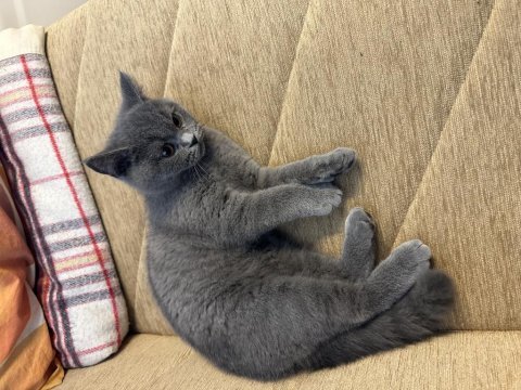 3.5 aylık british shorthair aşıları yapıldı