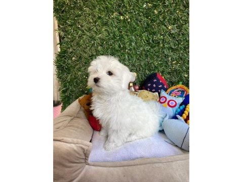 Kar topu gibi bembeyaz maltese terrier yavrular