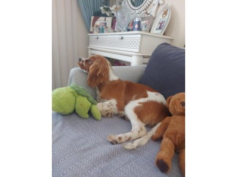 %100 safkan cavalier king charles yavrusu