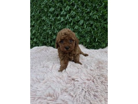 Birbirinden güzel toy poodle bebekler