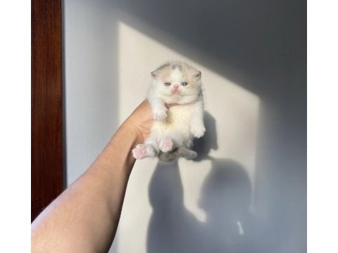 Safkan şecereli mükemmel exotic shorthair bebek
