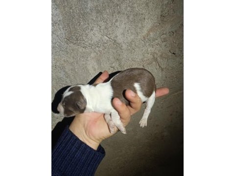 Her renk border collie yavruları mevcut