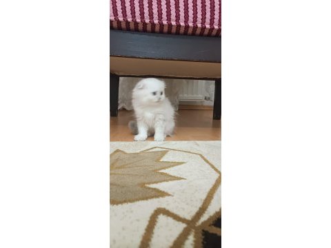 Mavi gözlü erkek scottish fold