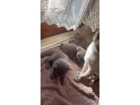 Orijinal british shorthair yavruları