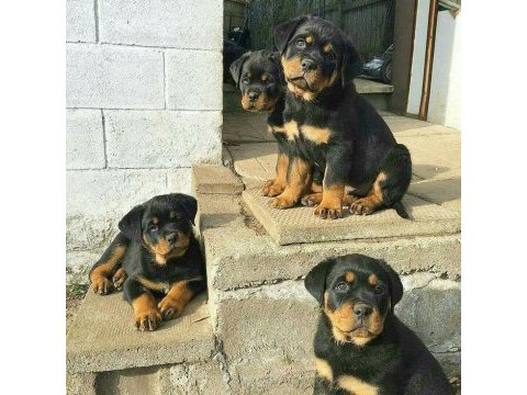 Rottweiler bebek köpeklerimiz