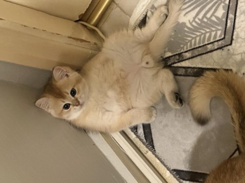 Safkan british shorthair bebeklerim