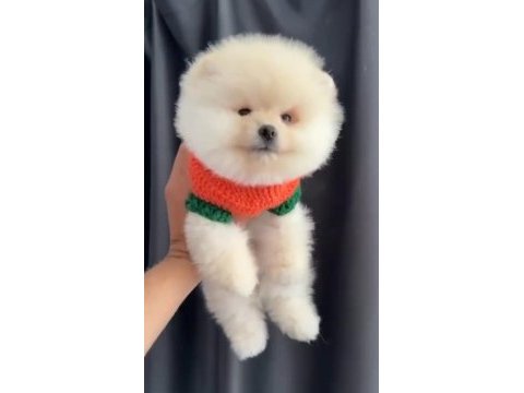 Tedy bear pomeranian bebekler