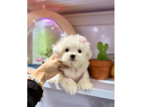 Sevimli maltese terrier köpeği