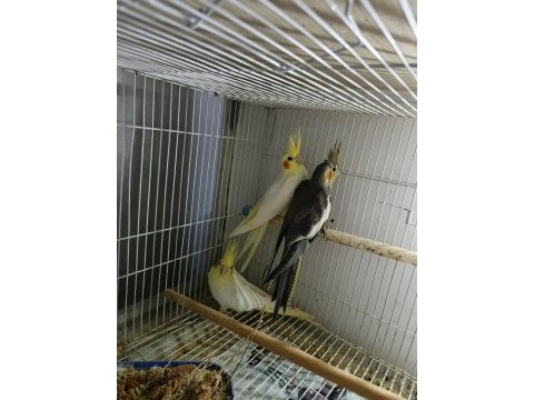 Bebek sultan papağanları