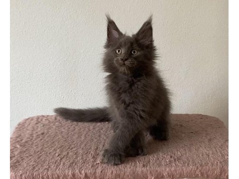 Xxxl küçük vaşak polydactly erkek xxxl maine coon