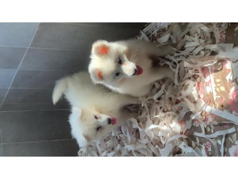 Burkem çiftliğimizden kar topu samoyed yavrularımız