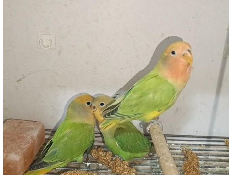 El besleme bebek green opalin sevda papağanlar