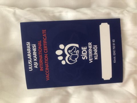 Sahibinden aşılı orjinal maltese terrier yavrusu