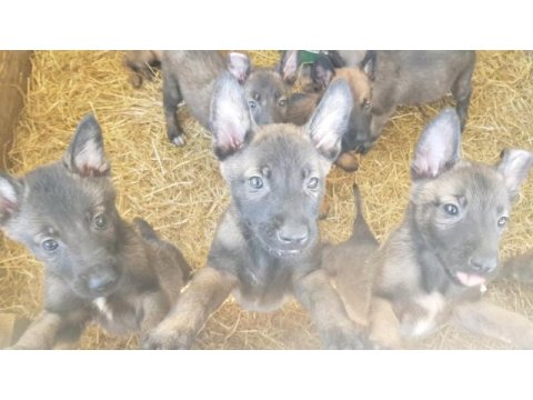 Malinois sağlam kan hattı